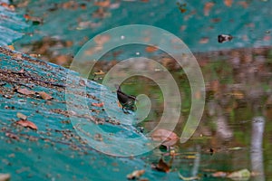 Wildlife: Northern Waterthrush feed on insects in artificial water reserve in the Jungle